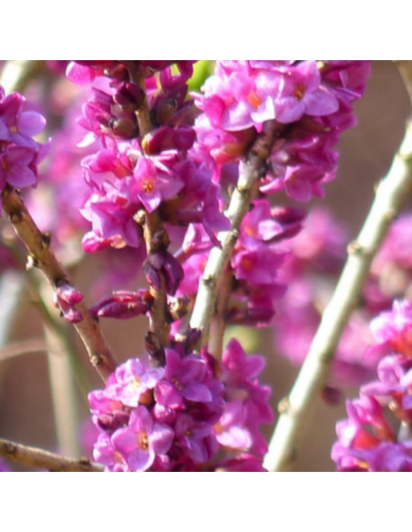 Daphne mezereum rubra