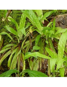 Laîche à feuilles de plantain