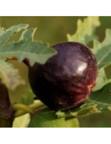 Figuier Ice Crystal - Ficus carica Ice Crystal