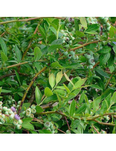 Myrtille d'Amérique Duke - Vaccinium corymbosum Duke 2