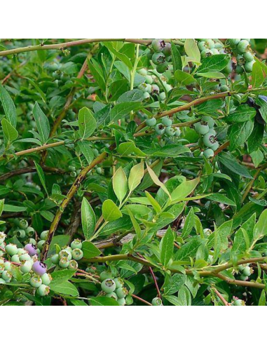 Myrtille d'Amérique Duke - Vaccinium corymbosum...