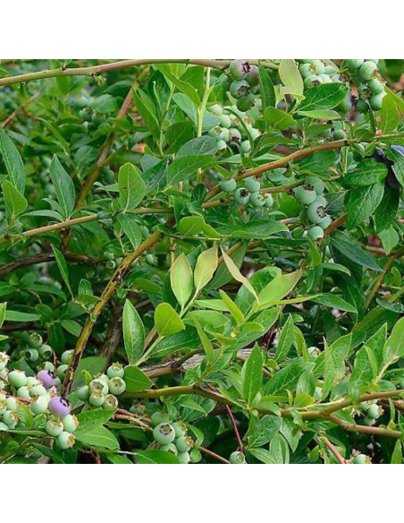 Myrtille d'Amérique Duke - Vaccinium corymbosum Duke