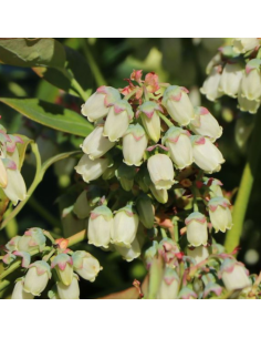 Myrtille d'Amérique Spartan - Vaccinium corymbosum Spartan 2