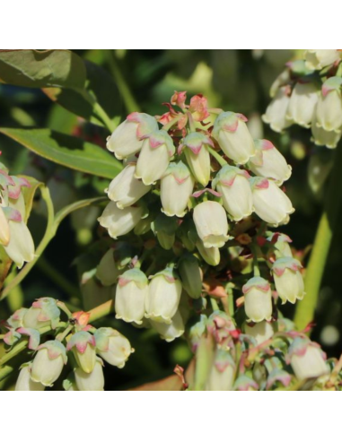 Myrtille d'Amérique Spartan - Vaccinium...