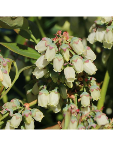 Myrtille d'Amérique Spartan - Vaccinium corymbosum Spartan