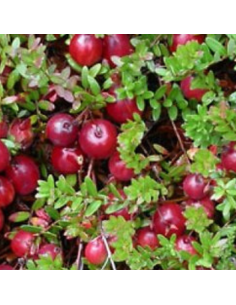 Canneberge - Cranberry - Vaccinium macrocarpon