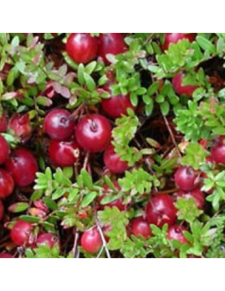 Canneberge - Cranberry - Vaccinium macrocarpon