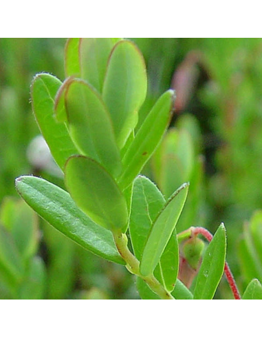 Canneberge - Cranberry - Vaccinium macrocarpon
