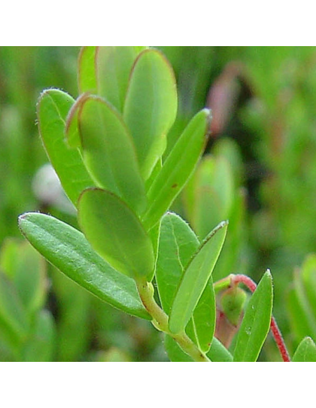 Canneberge - Cranberry - Vaccinium macrocarpon