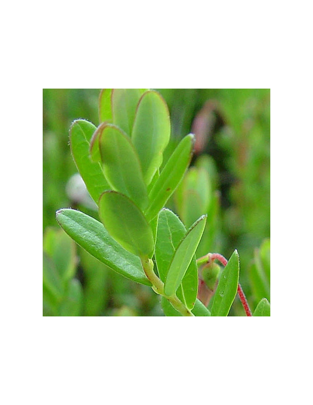 Canneberge Cranberry Early Black (vaccinium Macrocarpon)