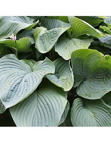 Hosta géant Empress Wu