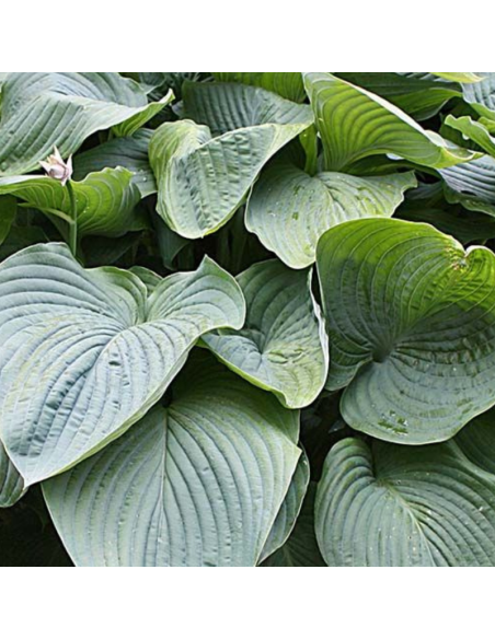 Hosta géant Empress Wu