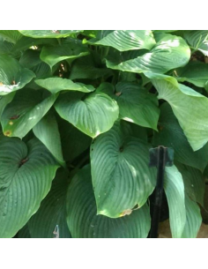 Hosta géant Empress Wu