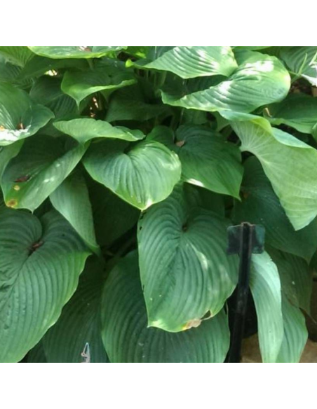 Hosta géant Empress Wu