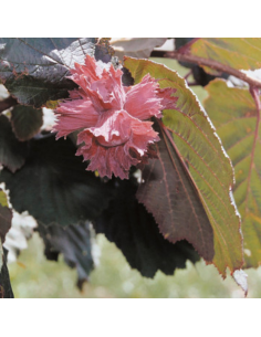 Noisetier commun Rouge de Zeller 2