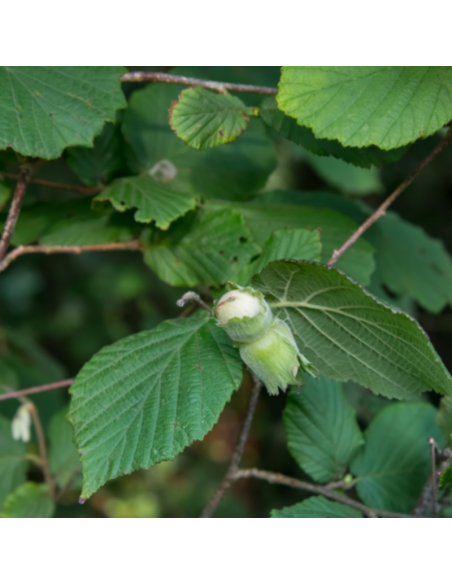 Noisetier commun Webb's prize cob