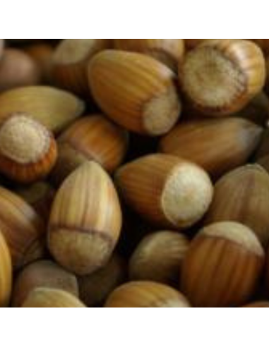 Noisetier commun Webb's prize cob