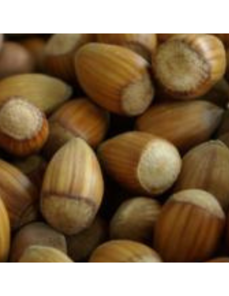 Noisetier commun Webb's prize cob