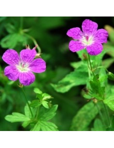 Géranium des marais