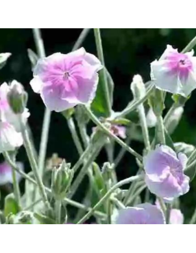 Coquelourde des jardins Oculata - Lychnis coronaria oculata