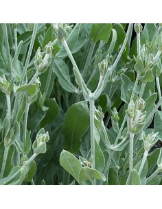 Coquelourde à fleurs doubles Gardener's world - Lychnis... 2