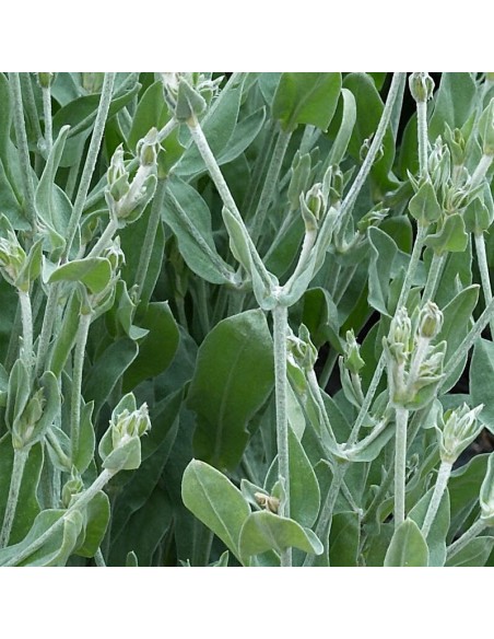 Coquelourde des jardins "Atrosanguinea"