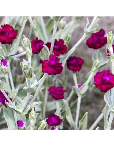 Coquelourde à fleurs doubles Gardener's world - Lychnis Coronaria