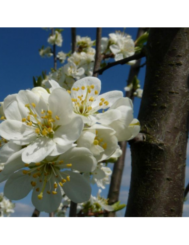 Prunier Opal - Motte