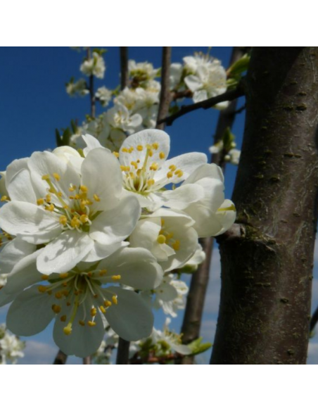 Prunier Opal - Motte