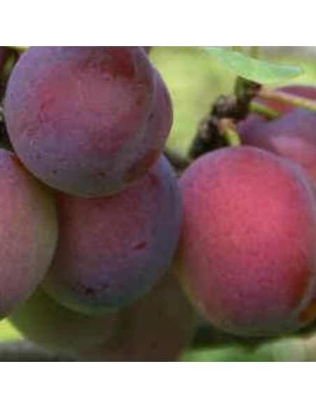 Prunier Opal - Motte