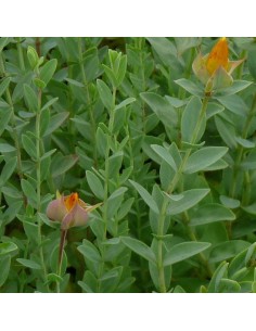 Millepertuis du mont Olympe Citrinum - Hypericum... 2