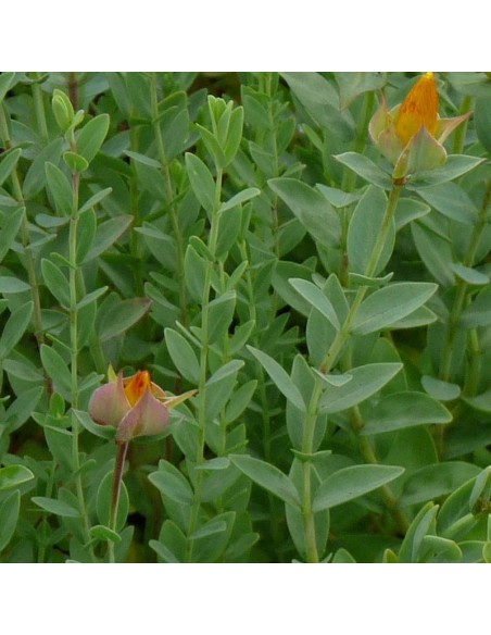 Millepertuis du mont Olympe