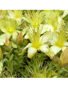 Millepertuis du mont Olympe Citrinum - Hypericum...