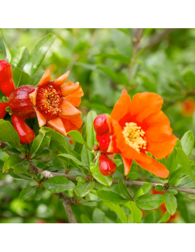 Grenadier à fruits - Punica granatum