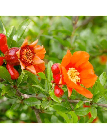 Grenadier à fruits - Punica granatum