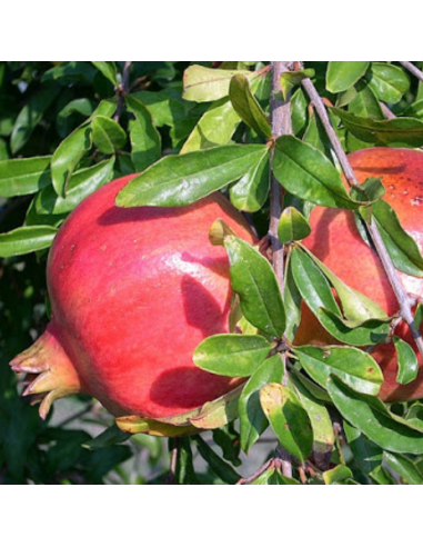 Grenadier à fruits - Punica granatum