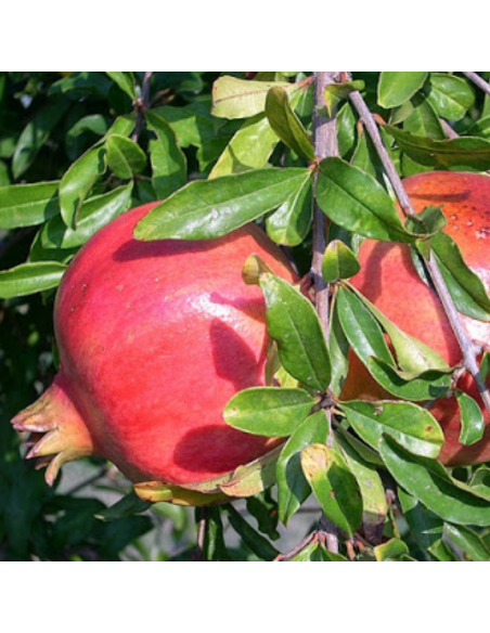 Grenadier à fruits - Punica granatum