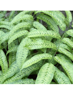 Fougère bambou - Coniogramme emeiensis