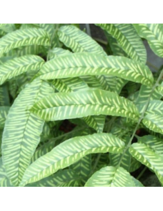 Fougère bambou - Coniogramme emeiensis 2