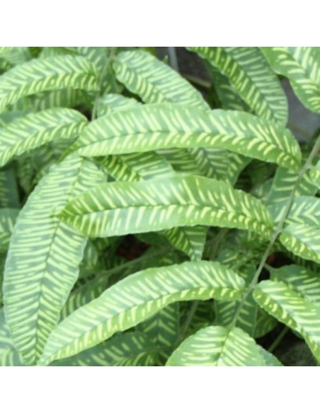 Fougère bambou - Coniogramme emeiensis