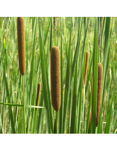 Massette à feuilles étroites - Typha Angustifolia 2