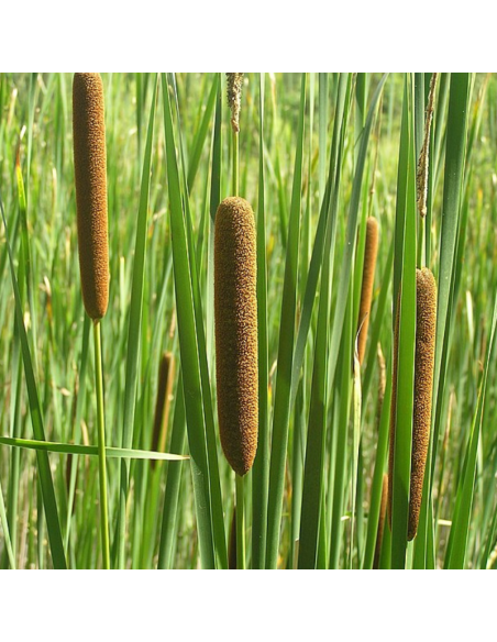 Massette à feuilles étroites - Typha Angustifolia