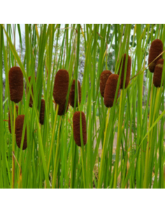 Massette de Laxmann - Typha Laxmannii