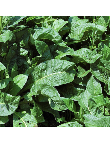 Aster de Tartarie Jindai - Aster Tataricus Jindai
