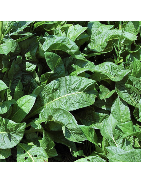 Aster de Tartarie Jindai - Aster Tataricus Jindai