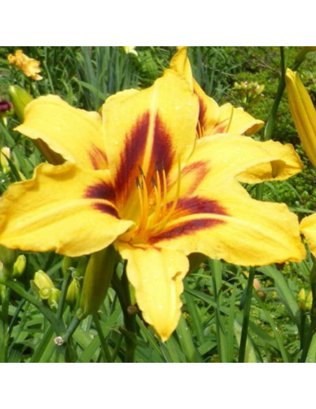 Hémerocalle Bonanza