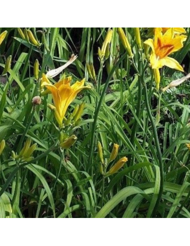 Hémerocalle Bonanza