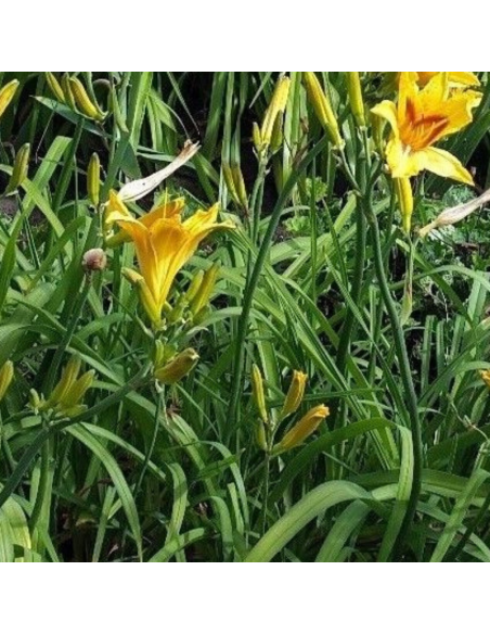 Hémerocalle Bonanza