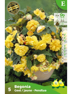 Bégonias pendula *5 2