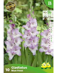 Glaieuls en sachet *10